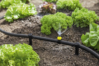 Sprinkler watering lettuce plants in a garden, with a black hose and moist soil visible.