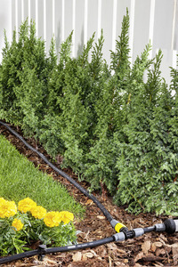Green shrubs and yellow flowers near a white fence, with a Kärcher garden irrigation hose on the ground.