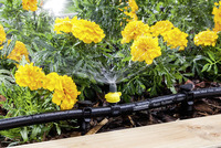 Yellow marigolds being watered by a Kärcher Rain System sprinkler in a garden setting.