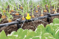 Kärcher Rain System watering carrots and lettuce in a garden, with water spraying from a yellow nozzle.