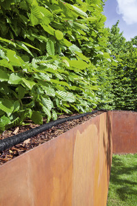Green hedge with bright leaves above a rusty metal garden border, set outdoors under a blue sky.